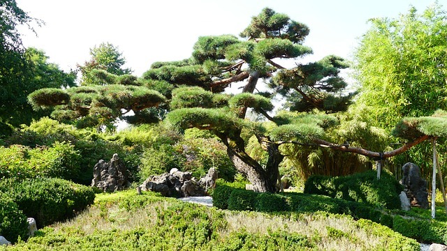 bonsai gde151041a 640