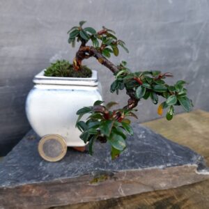 Cotoneaster dammeri