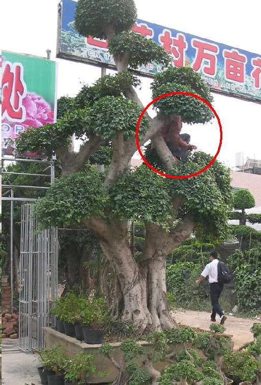 bonsai ficus grande 2