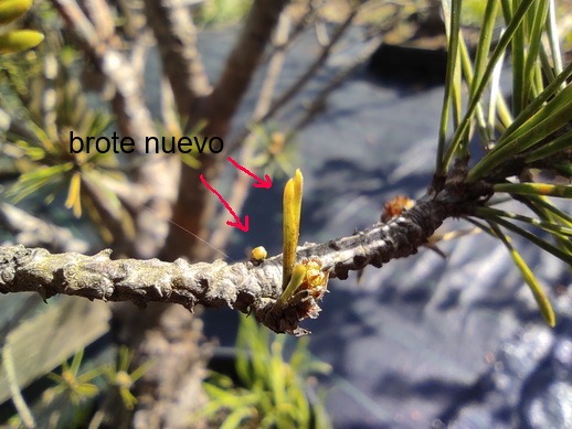 brotes nuevos de pinus sylvestris