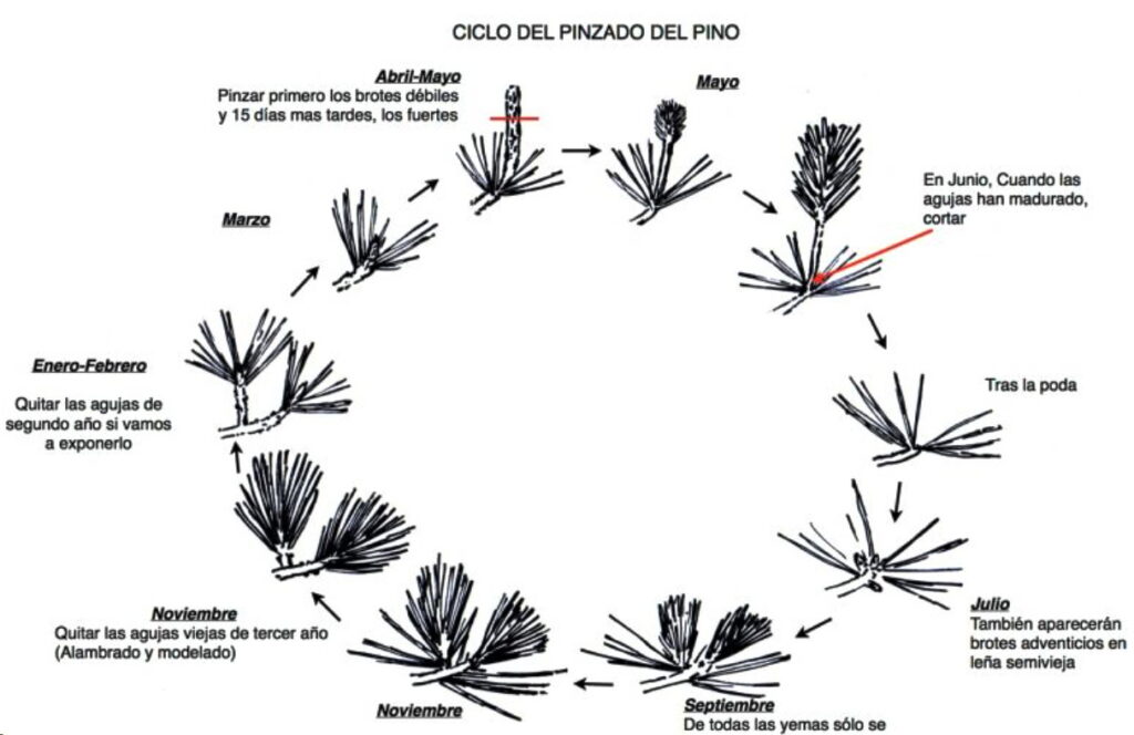 etapas de crecimiento del pino1