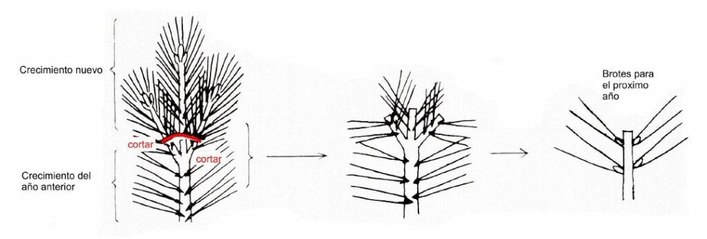evolucion de crecimiento de un brote de pino