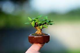 shito bonsai 1