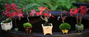 tamaños del bonsai