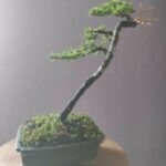 bonsai robado 6