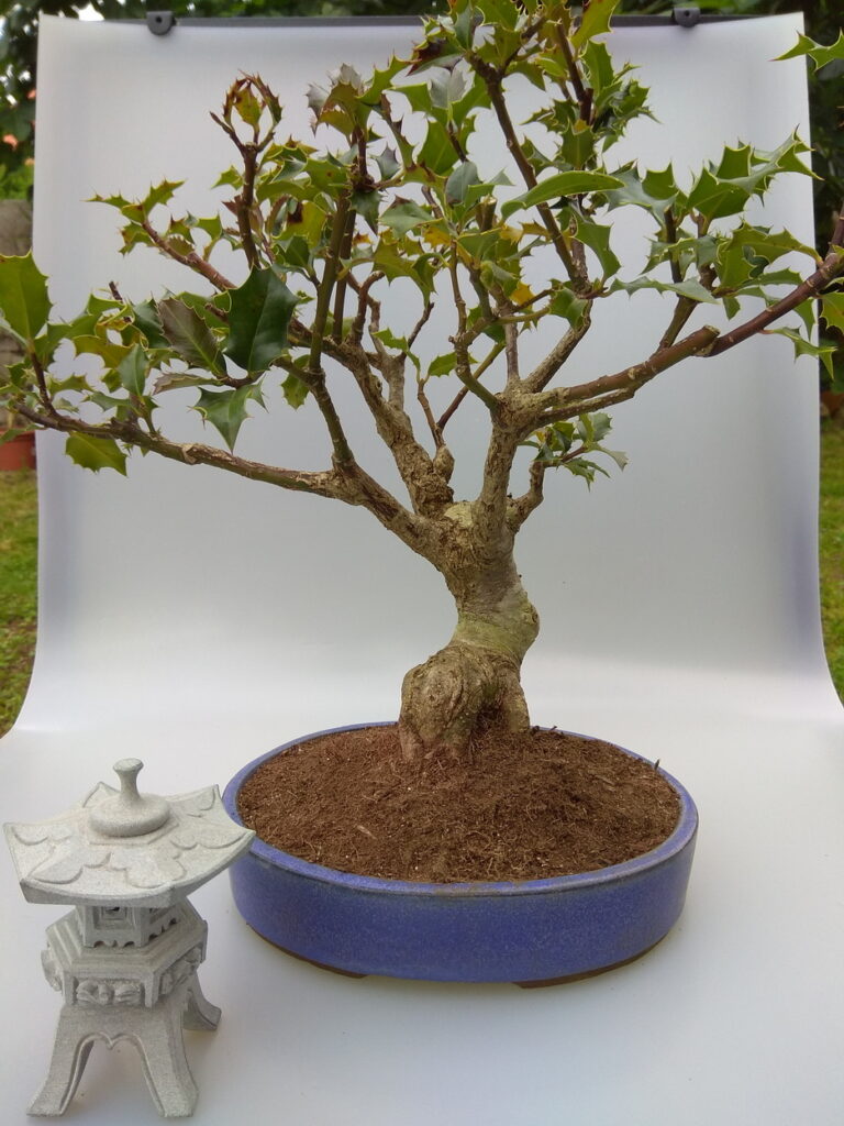 bonsai robado 5