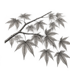 observar la luz y el clima para un jardín japonés