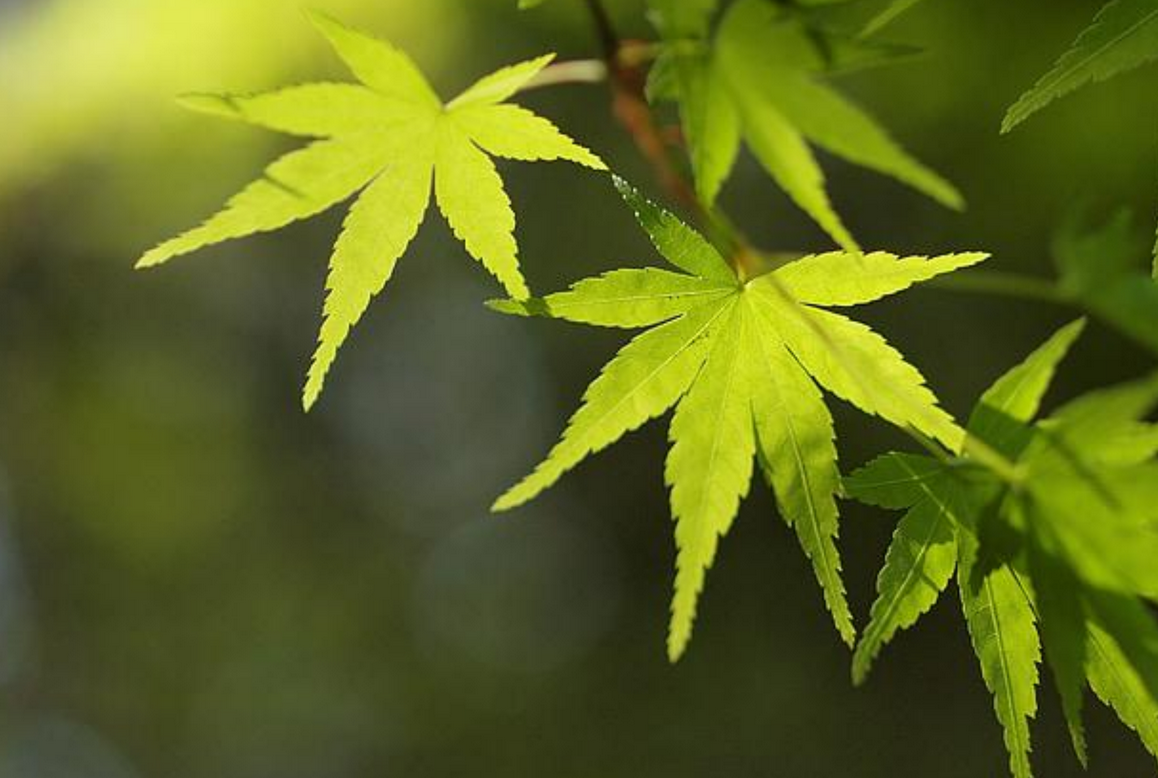 Hojas de arce japonés en un jardín